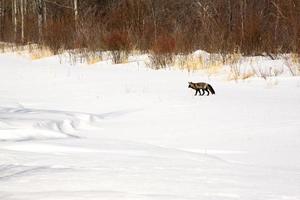 Silver Fox in winter photo