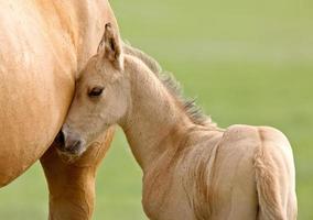 Horse and colt photo