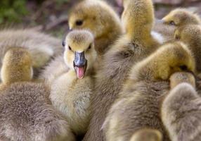 Canada Goose Chicks photo