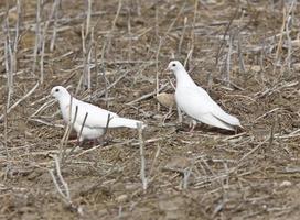 White Pigeon Dove photo