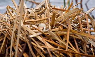 Coot Waterhen Nest and Eggs photo