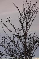 Blackbirds in tree photo