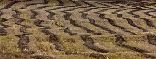 Wheat Field swath photo