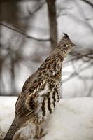 Ruffed Grouse in winter photo