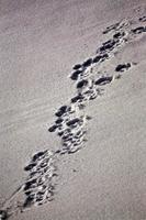 Wolf tracks in snow photo