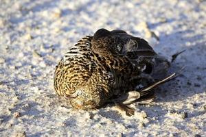 Urogallo de abeto muerto en la carretera forestal en invierno foto