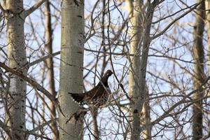 Spruce Grouse perched on branch in winter photo