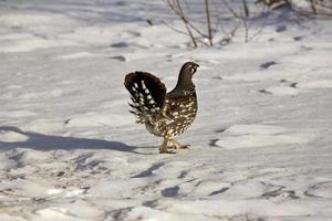 Urogallo en invierno foto