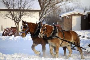 Horse drawn sled in winter photo