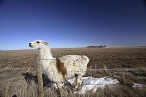 A Llama in a Saskatchewan pasture photo