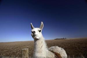 una llama en un pasto de saskatchewan foto