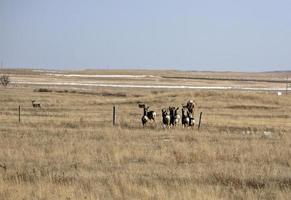 Small herd of Mule Deer in winter photo