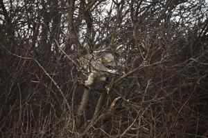 Great Horned Owl about to take flight from bushes photo