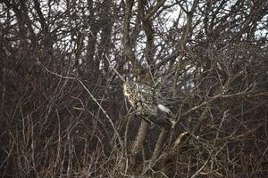 Great Horned Owl perched in buhes photo