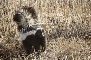 Striped Skunk in stubble field photo