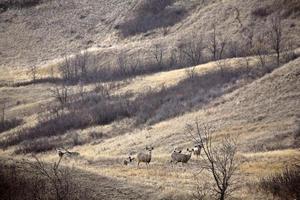 Mule Deer in winter photo