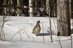 Ruffed Grouse in winter photo