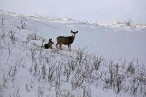 Mule Deer in winter photo