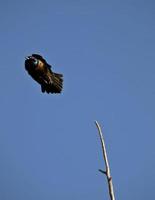 Grackle taking flight from branch in Saskatchewan photo
