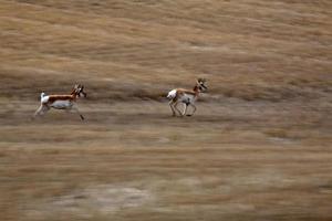 Pronghorn Antelopes running in a field in Saskatchewan photo