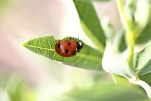 Ladybug on a plant in Saskatchewan photo