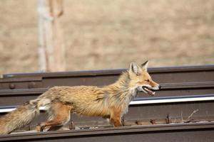 Red Fox along railway tracks in Saskatchewan photo