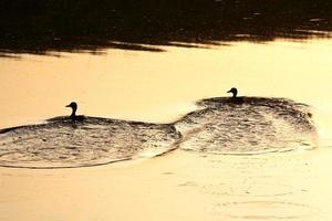 aves acuáticas nadando a través del reflejo del sol en saskatchewan foto