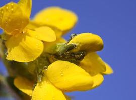 yellow wildflowers in Saskatchewan photo