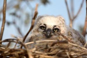 Great Horned Owlet in nest in Saskatchewan photo