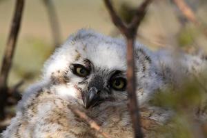 Great Horned Owlet in nest in Saskatchewan photo