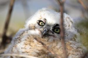 Great Horned Owlet in nest in Saskatchewan photo