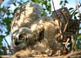 Great Horned Owlet spreading its wings in nest photo