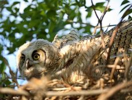 Great Horned Owlet in nest in scenic Saskatchewan photo