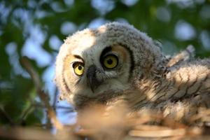 Great Horned Owlet in nest in scenic Saskatchewan photo