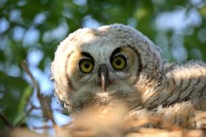 Great Horned Owlet in nest in scenic Saskatchewan photo