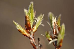 Aspen tree budding in Spring in Saskatchewan photo