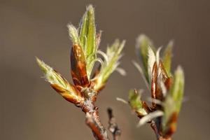 álamo temblón brotando en primavera en saskatchewan foto