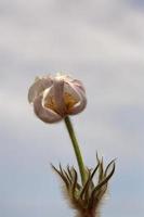 Close up of a Prairie Crocus photo