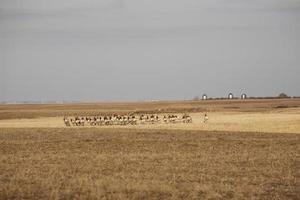 Large herd of Pronghorn Antelopes in winter photo