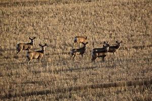 Mule Deer in spring in Saskatchewan photo