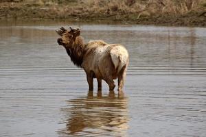 Male elk in a pond in Satchewan photo