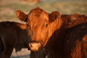 Cattle loose on country road in Saskatchewan photo