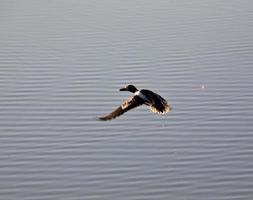 Shoveler drake takes flight from pond in Saskatchewan photo