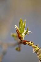 álamo temblón brotando en primavera en saskatchewan foto