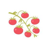 Tomato branch doodle vector