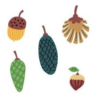 Set pine cones hazelnuts vector