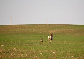 antílopes de berrendo de la madre y del bebé en un campo foto