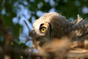 Great Horned Owlet in nest in scenic Saskatchewan photo