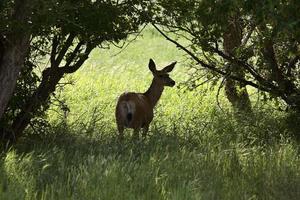 Mule Deer doe in the shadows in scenic Saskatchewan photo