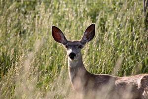 Mule Deer doe in tall Sakatchewan vegetation photo